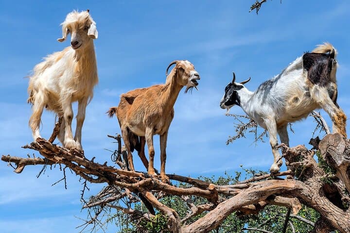 Agadir Morning: Crocoparc and Tree-Climbing Goats Tour photo 6