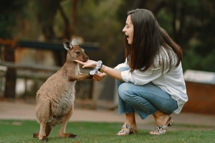 Private Blue Mountains Day Tour from Sydney with Featherdale Wildlife Park photo 1