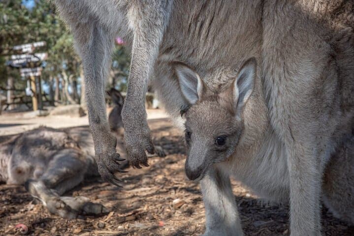 Quad Biking, Koalas & Kangaroos — Private Central Coast Adventure from Sydney photo 3