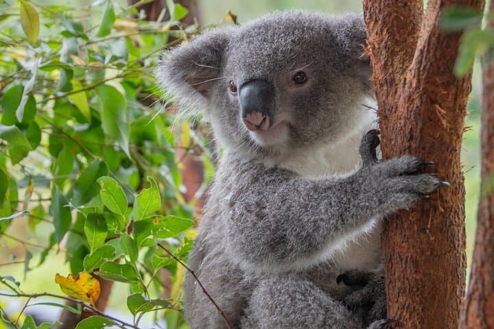 Quad Biking, Koalas & Kangaroos — Private Central Coast Adventure from Sydney photo 2