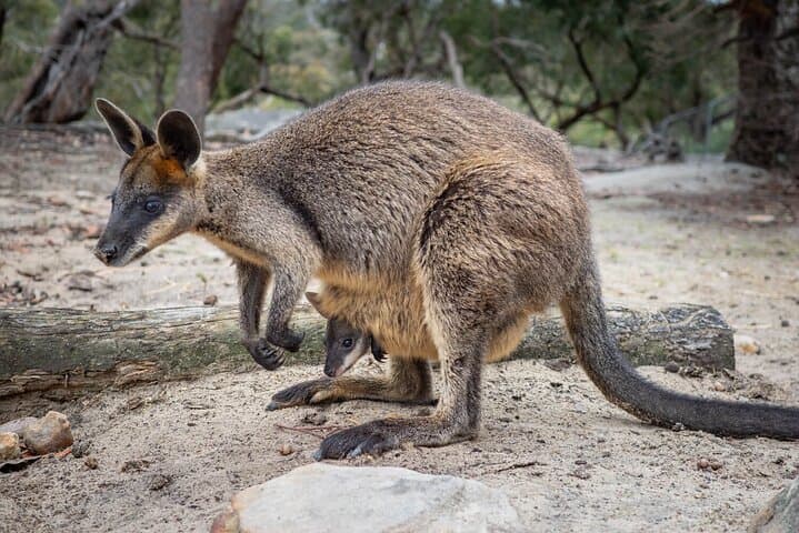 Quad Biking, Koalas & Kangaroos — Private Central Coast Adventure from Sydney photo 6