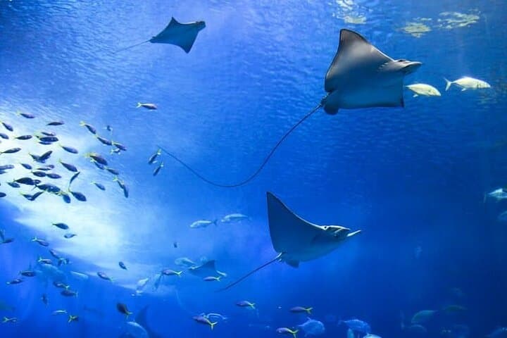 Aquaria KLCC: Direct Entry to Kuala Lumpur’s Premier Aquarium photo 4