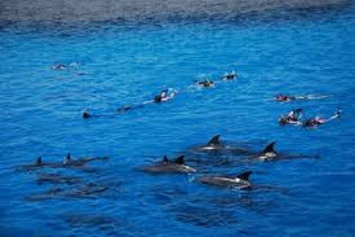 Dolphin House Hurghada: Full-Day Snorkel Cruise to Shaab Samadai with Lunch photo 3