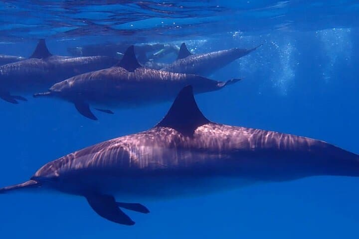 Dolphin House Hurghada: Full-Day Snorkel Cruise to Shaab Samadai with Lunch photo 2