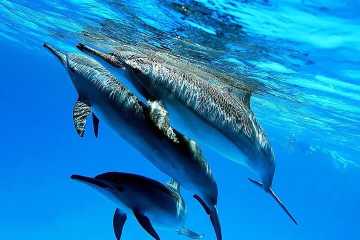 Dolphin House Hurghada: Full-Day Snorkel Cruise to Shaab Samadai with Lunch photo 5