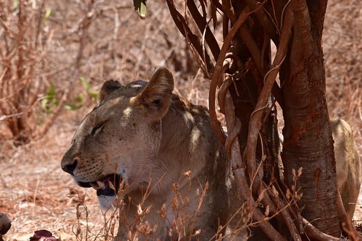 Tsavo East 2-Day Cruise Ship Safari — Overnight Game Drive from Mombasa photo 4