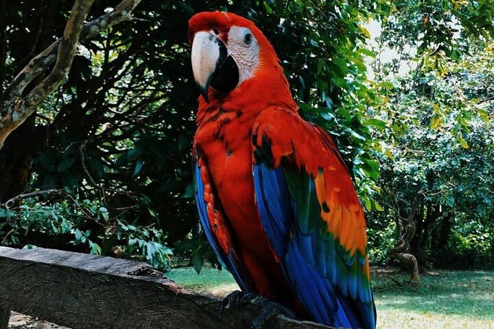 Iquitos Amazon Jungle Adventure: 4-Day Lodge & River Wildlife Expedition from Lima photo 4