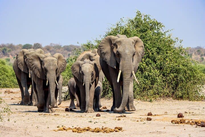 3-Hour Morning Game Drive on Chobe Riverfront — Kasane Safari photo 2