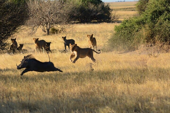 3-Hour Morning Game Drive on Chobe Riverfront — Kasane Safari photo 4