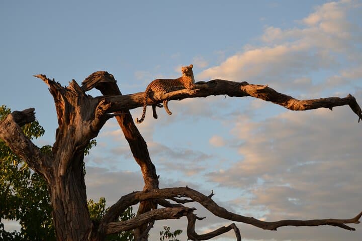 3-Hour Morning Game Drive on Chobe Riverfront — Kasane Safari photo 5