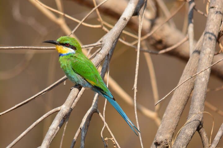 3-Hour Morning Game Drive on Chobe Riverfront — Kasane Safari photo 6