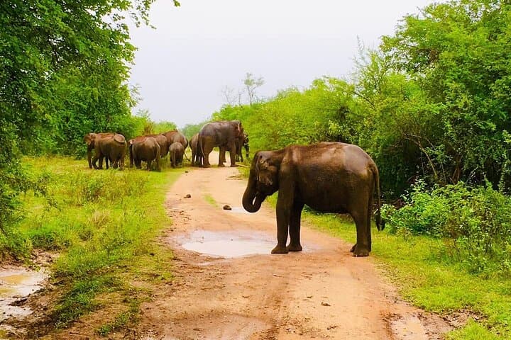 Udawalawe Private Jeep Safari — Elephant Encounters & Birding Adventure photo 2