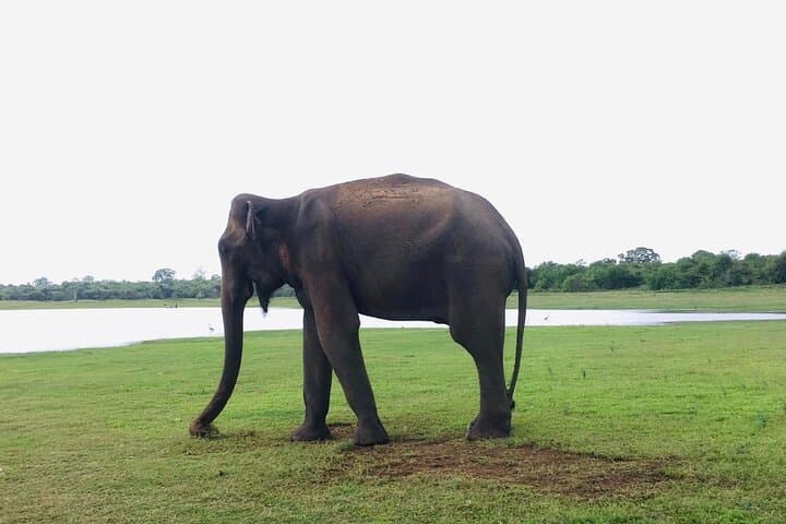 Udawalawe Private Jeep Safari — Elephant Encounters & Birding Adventure photo 4