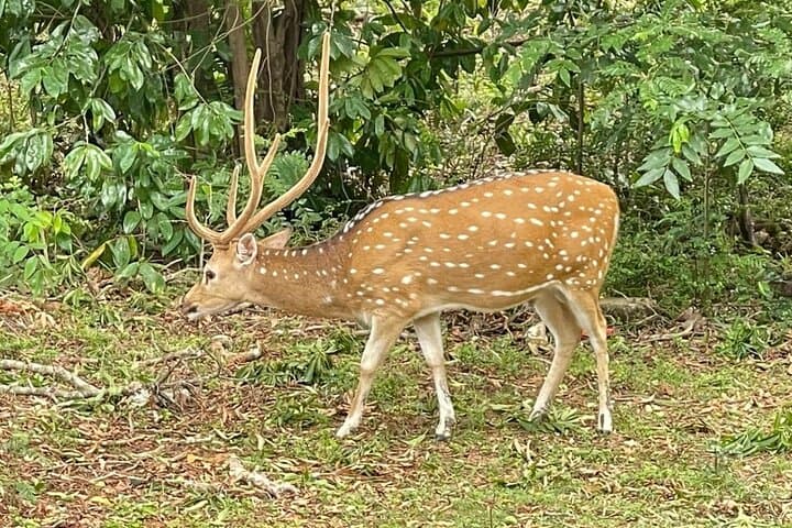 Udawalawe Private Jeep Safari — Elephant Encounters & Birding Adventure photo 5