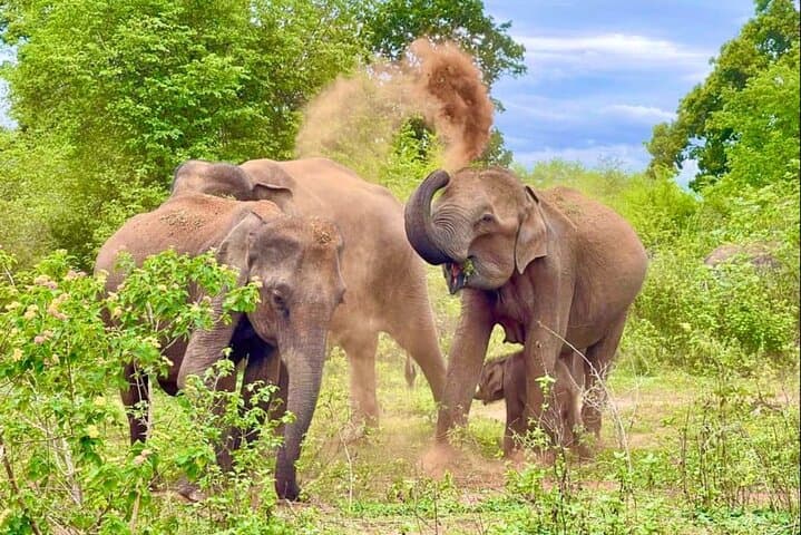 Udawalawe Private Jeep Safari — Elephant Encounters & Birding Adventure