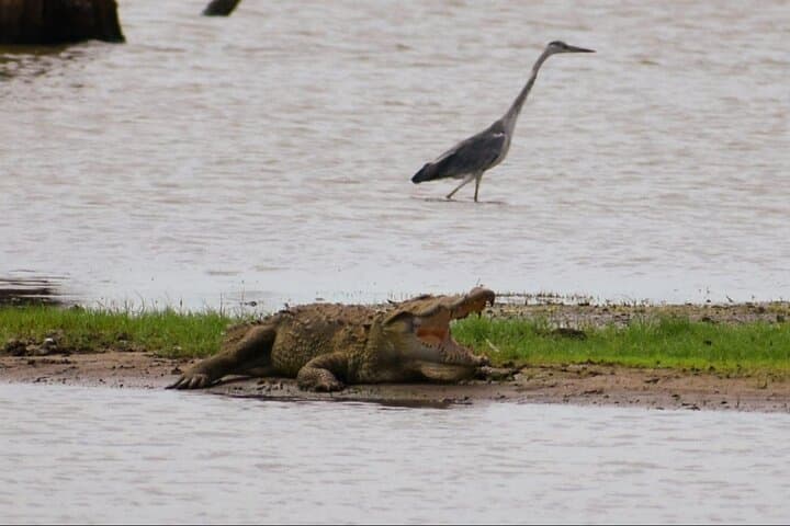 Udawalawe Private Jeep Safari — Elephant Encounters & Birding Adventure photo 6