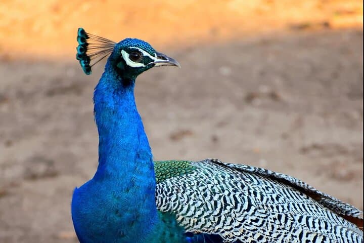 Udawalawe Private Jeep Safari — Elephant Encounters & Birding Adventure photo 3