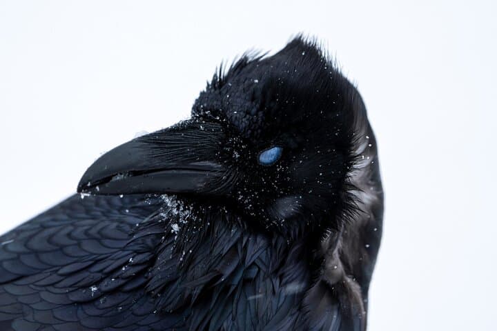 Mastering Yellowstone Wildlife Photography: A Half-Day Private Tour Experience photo 6