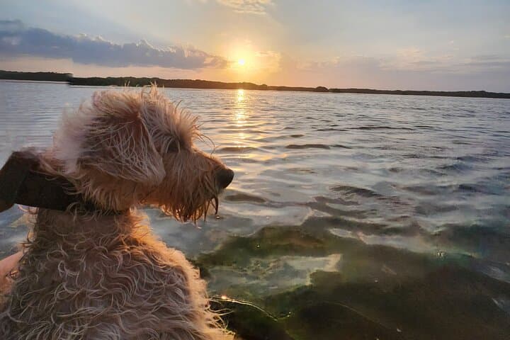 Sisal Flamingo Sunset Tour — Chalana & Kayak Estuary Experience photo 5