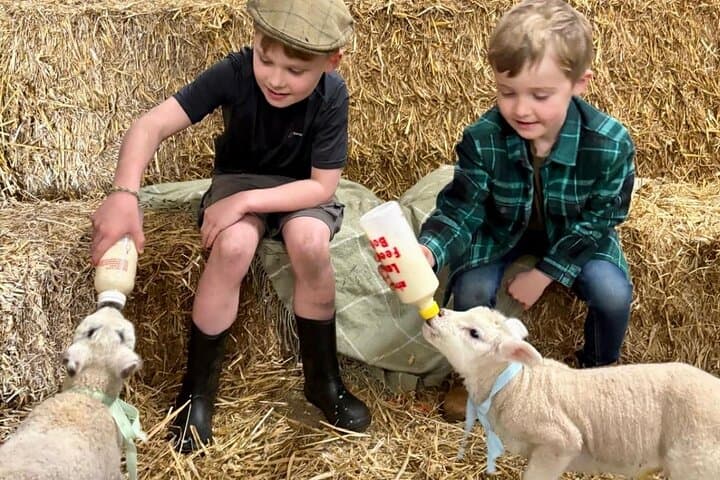 Bottle-Feeding Lambs on a Working Farm near Pendle Hill