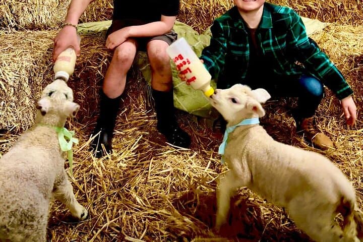 Bottle-Feeding Lambs on a Working Farm near Pendle Hill photo 4