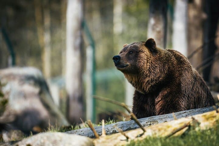 Wildlife and Night Skies in Jasper: Planetarium & Evening Wildlife Tour photo 6