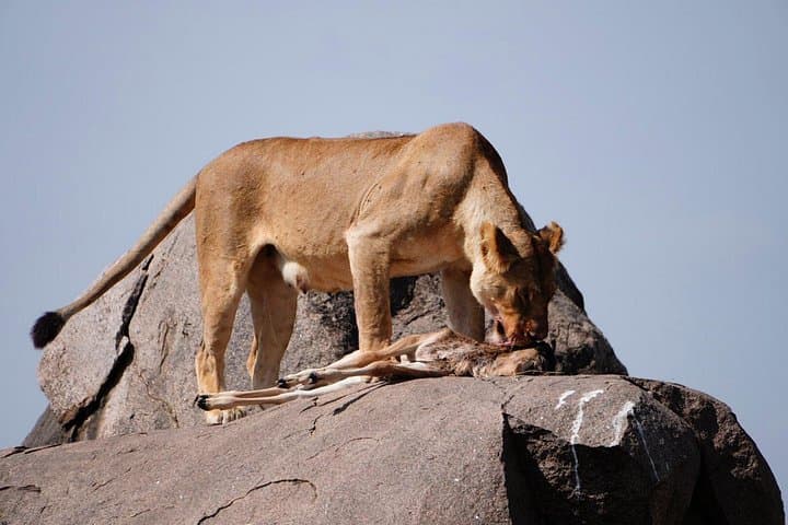 3-Day Tarangire and Ngorongoro Safari from Arusha — Classic Wildlife Game Drives photo 1