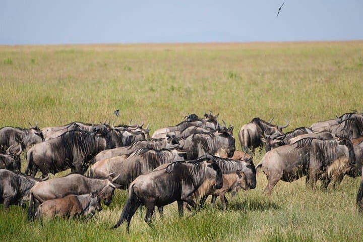 3-Day Tarangire and Ngorongoro Safari from Arusha — Classic Wildlife Game Drives photo 3