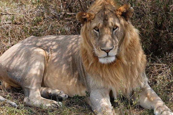 3-Day Tarangire and Ngorongoro Safari from Arusha — Classic Wildlife Game Drives photo 4