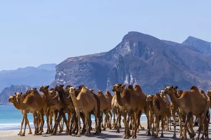 East Dhofar Khareef Waterfalls & Jebel Samhan Mountain Safari photo 3