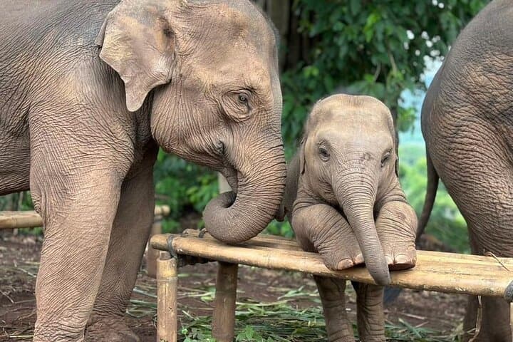 Kerchor Elephant Sanctuary & Karen Tribe Immersion near Chiang Mai