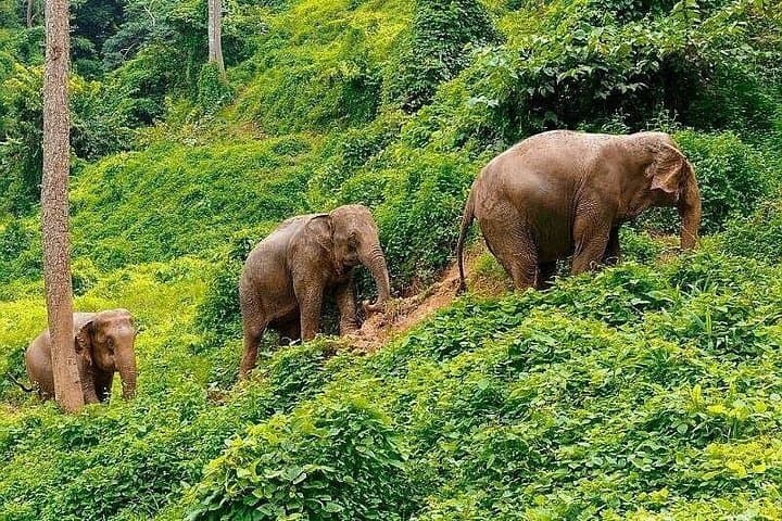 Kerchor Elephant Sanctuary & Karen Tribe Immersion near Chiang Mai photo 2