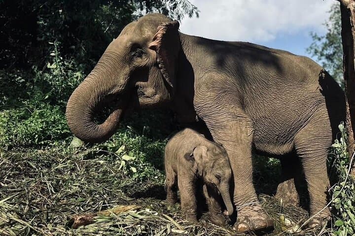 Kerchor Elephant Sanctuary & Karen Tribe Immersion near Chiang Mai photo 3