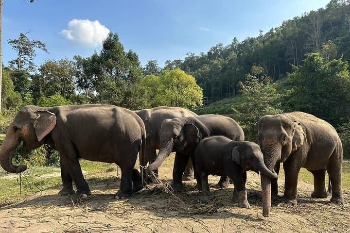 Kerchor Elephant Sanctuary & Karen Tribe Immersion near Chiang Mai photo 4