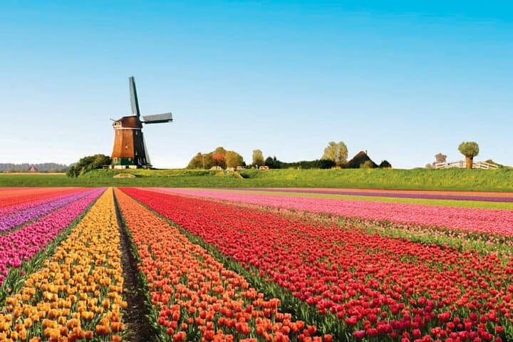 Private Transfer to Keukenhof Tulip Gardens from Amsterdam — Executive Skip-the-Line Tour photo 6