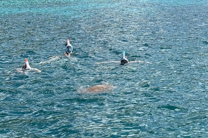 Snorkeling with Sea Turtles: Anses-d'Arlet & Diamond Rock Boat Excursion, Martinique photo 4