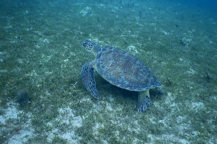 Snorkeling with Sea Turtles: Anses-d'Arlet & Diamond Rock Boat Excursion, Martinique photo 5
