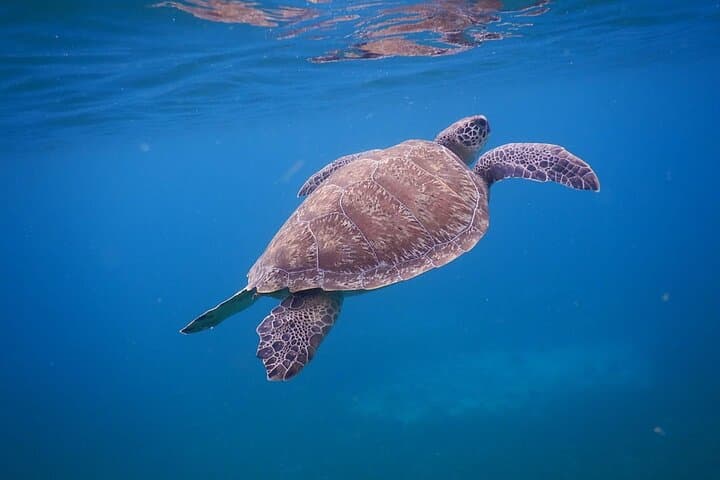 Snorkeling with Sea Turtles: Anses-d'Arlet & Diamond Rock Boat Excursion, Martinique photo 6