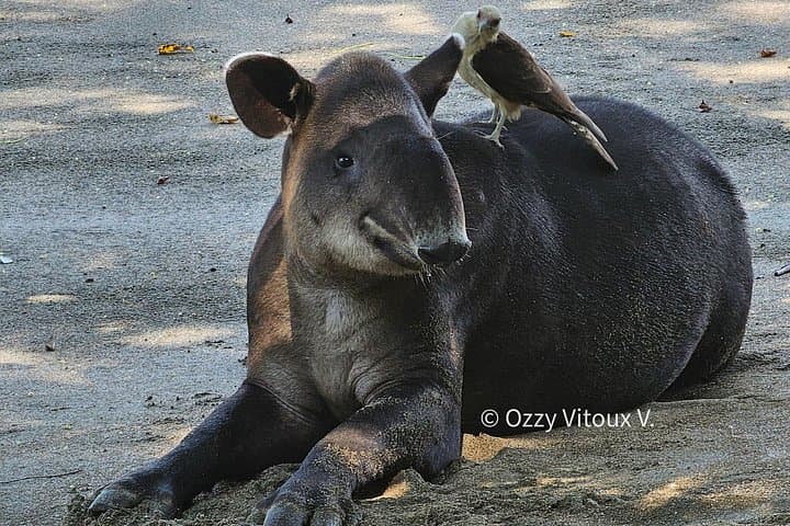 Full-Day Hike in Corcovado National Park — Osa Peninsula Biodiversity Adventure photo 1