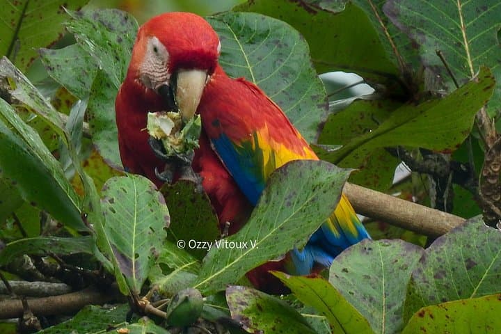 Full-Day Hike in Corcovado National Park — Osa Peninsula Biodiversity Adventure photo 2