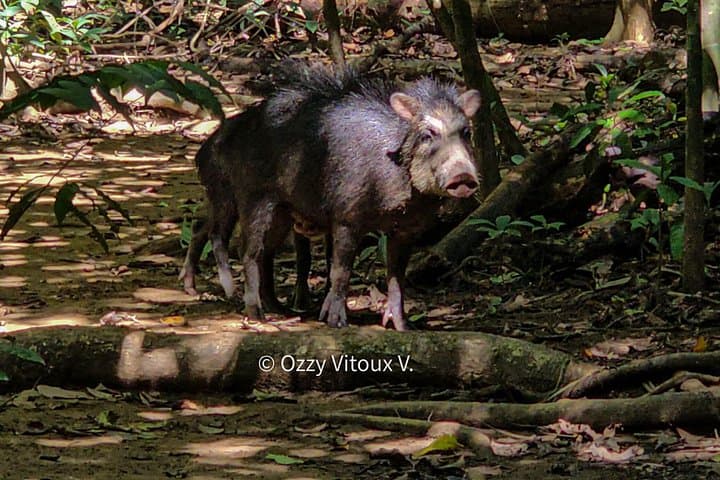 Full-Day Hike in Corcovado National Park — Osa Peninsula Biodiversity Adventure photo 3