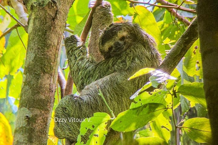 Full-Day Hike in Corcovado National Park — Osa Peninsula Biodiversity Adventure photo 4