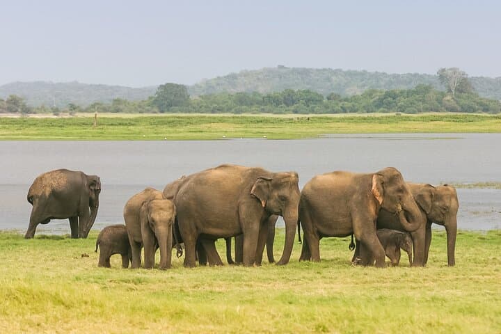 Habarana Safari Adventure: Kaudulla & Hurulu Eco Park Elephant Safari photo 3