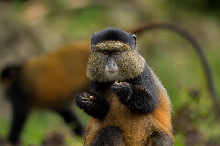 Golden Monkey Trek in Volcanoes National Park — One-Day Wildlife Trek from Kigali