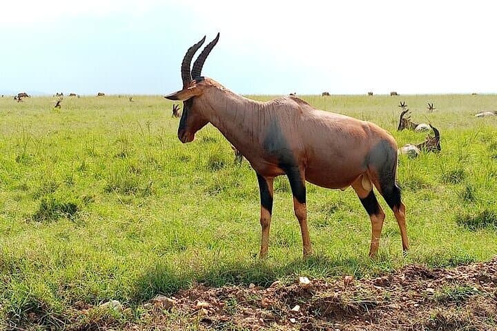 4-Day Luxury Flying Safari: Serengeti Above and Beyond photo 4