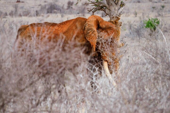 3-Day Diani Beach to Tsavo East & West Safari: Lions, Rhinos & Mzima Springs photo 5
