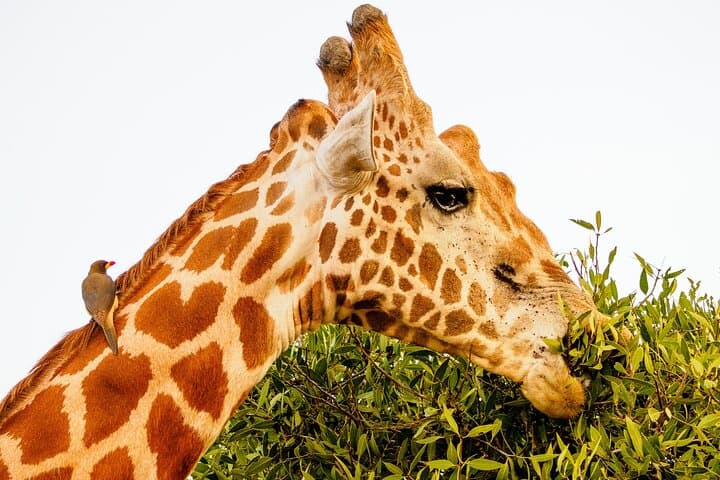 3-Day Diani Beach to Tsavo East & West Safari: Lions, Rhinos & Mzima Springs photo 6