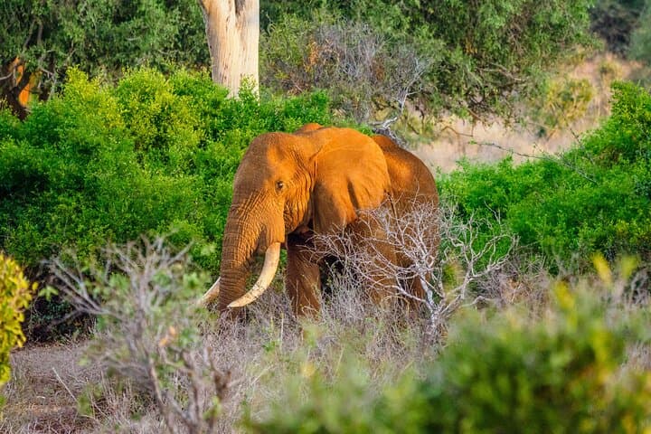 3-Day Diani Beach to Tsavo East & West Safari: Lions, Rhinos & Mzima Springs