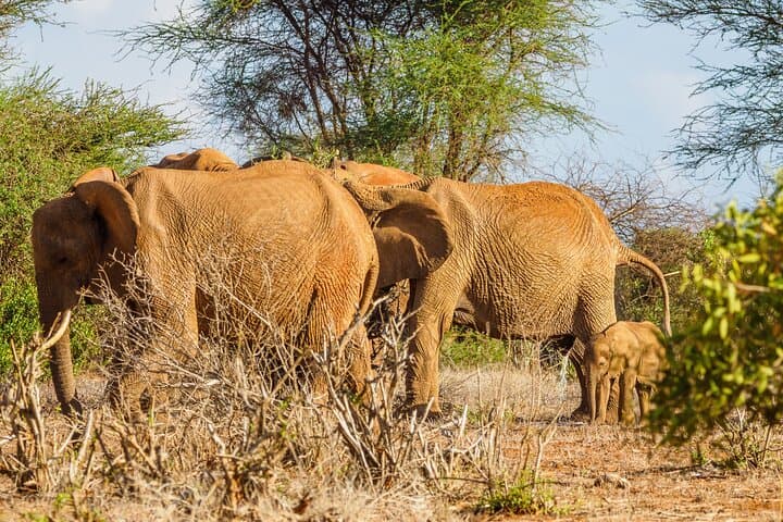 3-Day Diani Beach to Tsavo East & West Safari: Lions, Rhinos & Mzima Springs photo 2