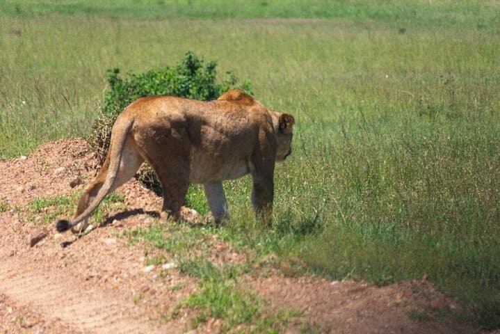 3-Day Private Jeep Safari in Masai Mara: Big Five, Mara River & Full-Day Game Drives photo 4